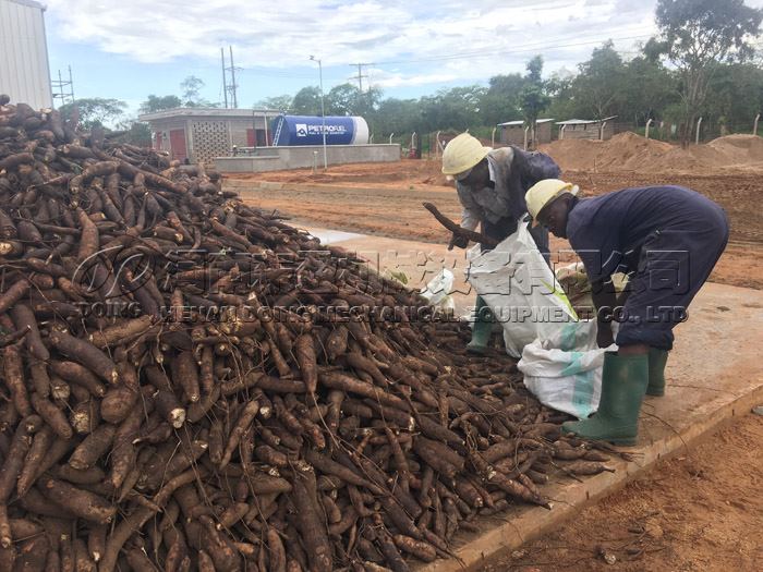 how to set up cassava processing plant