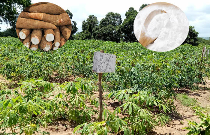 cassava starch processing in nigeria