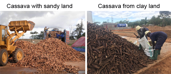 cassava