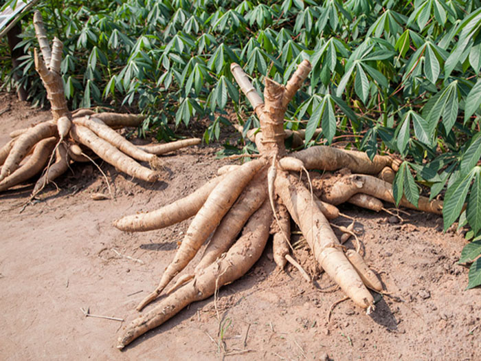 What are the by products of cassava processing？