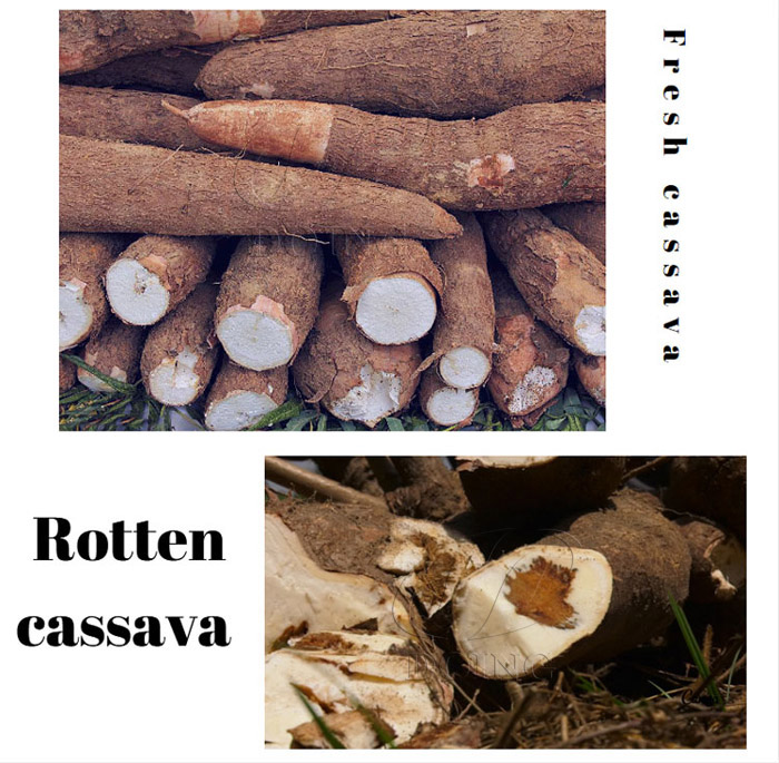 economic importance of cassava production in Nigeria