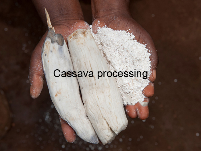 Economic importance of cassava production in Nigeria