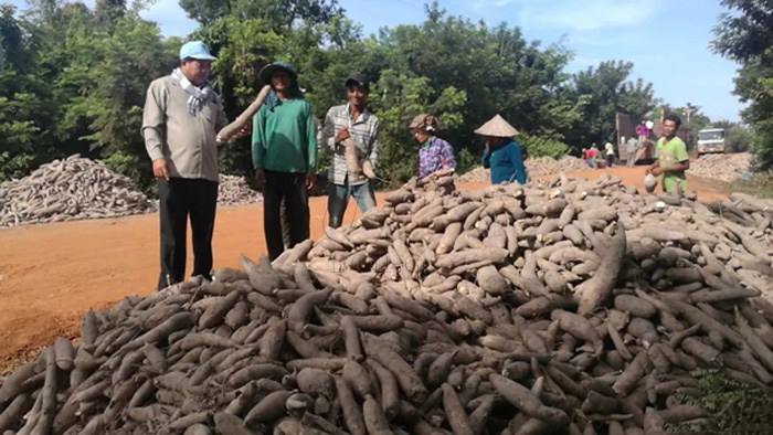 cassava starch processing in Cambodia