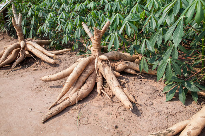 cassava flour production in the Philippines