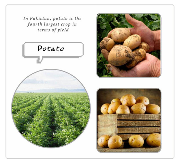 potato starch processing technology in pakistan