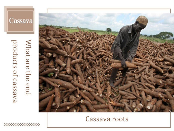 What are the end products of cassava roots？