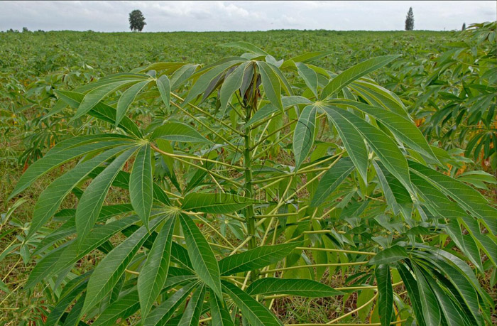Cassava flour processing in Congo