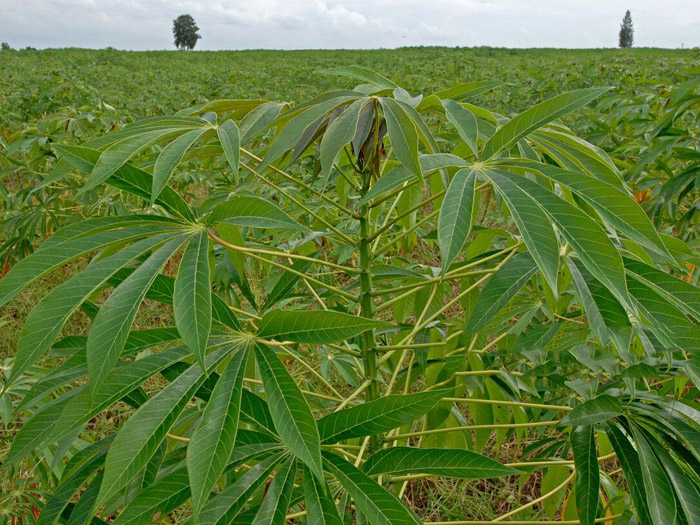 Cassava flour processing in the Democratic Republic of the Congo - its traditional ways and new trends