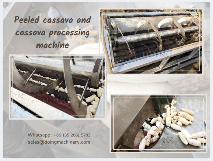 Cassava was peeled by cassava peeling machine use friction
