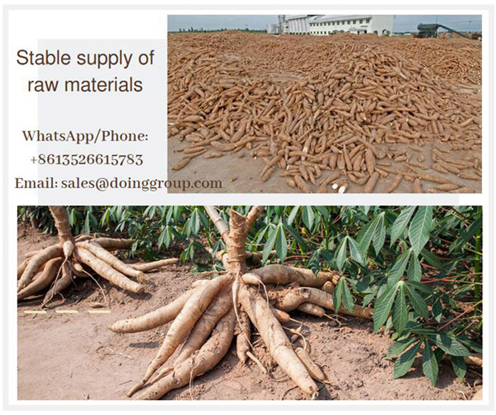 cassava for garri processing