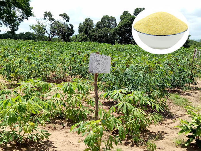 cassava plantation