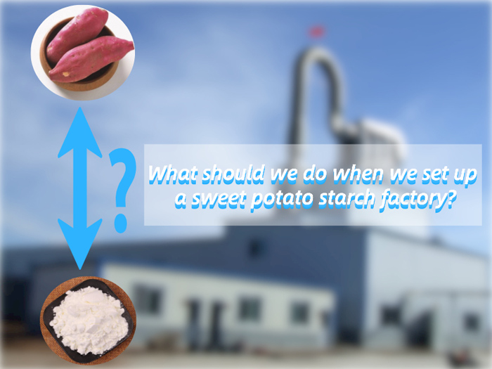 What should we do when we set up a sweet potato starch factory?