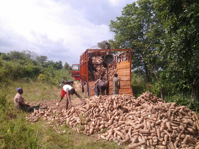 What types of cassava processing machines are in DOING HOLDINGS, China?
