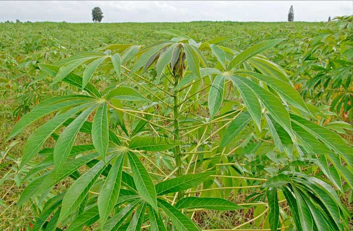 cassava farm