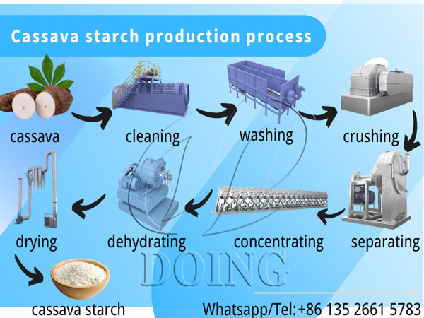 How to make tapioca starch from cassava in cassava processing factory?