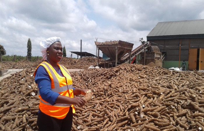 many raw cassava material