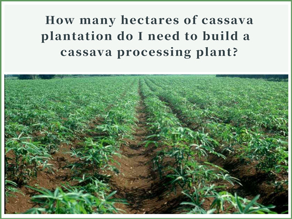 How many hectares of cassava plantation do I need to build a small cassava processing plant?