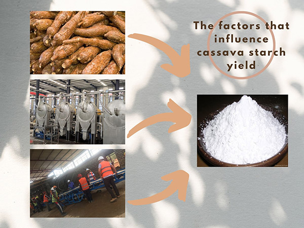 Which factors will influence the starch yield of cassava starch production?