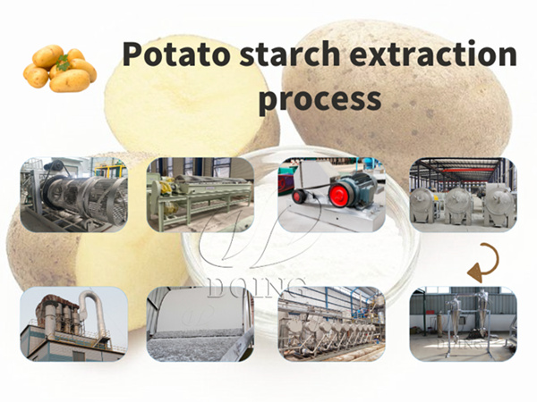 How is potato starch extracted?