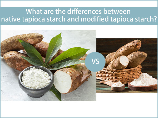 What are the differences between native tapioca starch and modified tapioca starch?