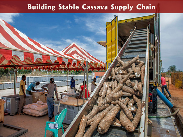 raw cassava tubers