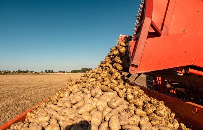 potato harvest
