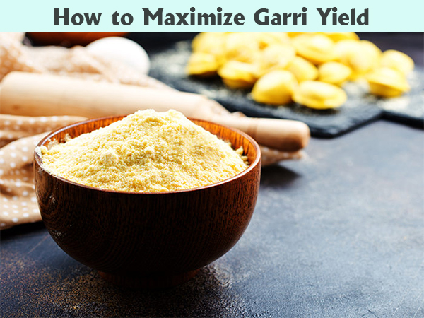 How to Maximize Garri Yield with Best Cassava Harvest Timing?