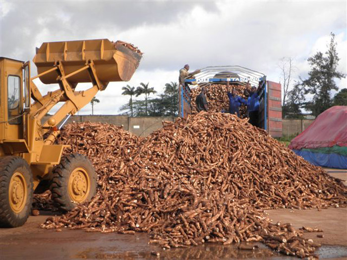 cassava flour processing