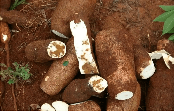 What are the industrial uses of cassava?
