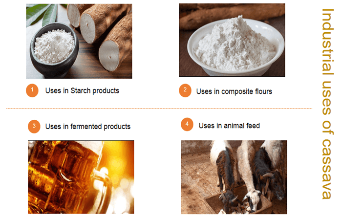 Cassava industrial uses