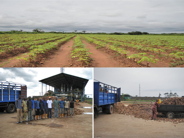 What need to be prepared when setting up a cassava flour processing plant?