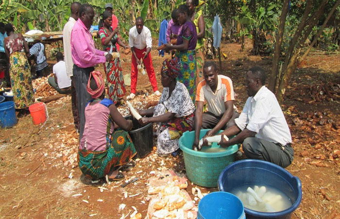 washing cassava by hands