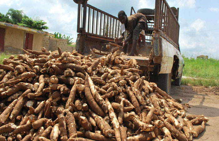collecting cassava raw materials