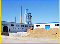 Cassava Starch Project Case