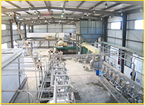 Cassava Starch Project Case