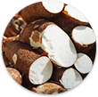 Manioc
