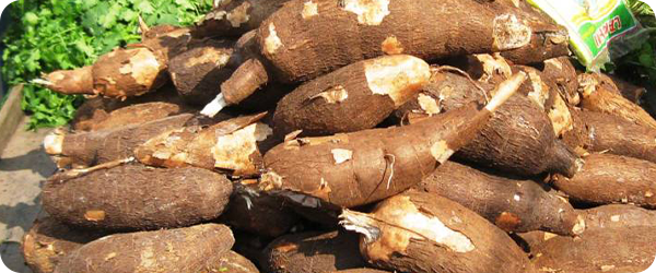 Cassava