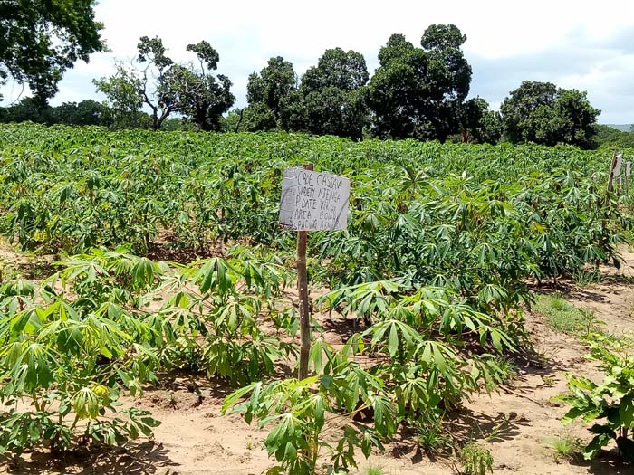 Cassava starch processing in Nigeria - its current status and development situation