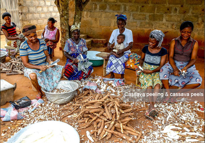 what are the by products of cassava processing