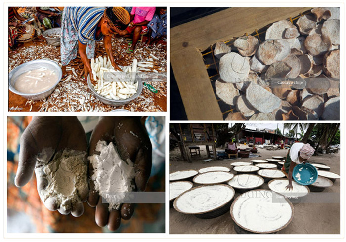 how to process cassava into cassava flour