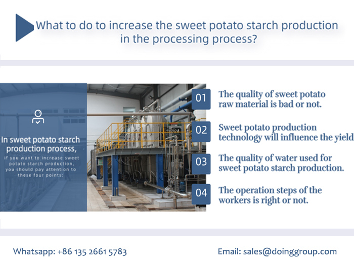 What to do to increase the sweet potato starch production in the processing process?