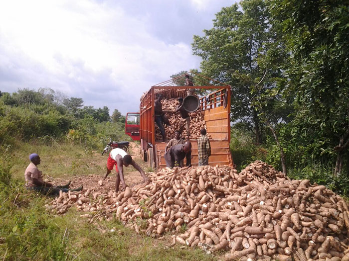 What types of cassava processing machines are in DOING HOLDINGS, China?