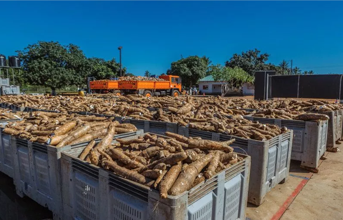 cassava raw material