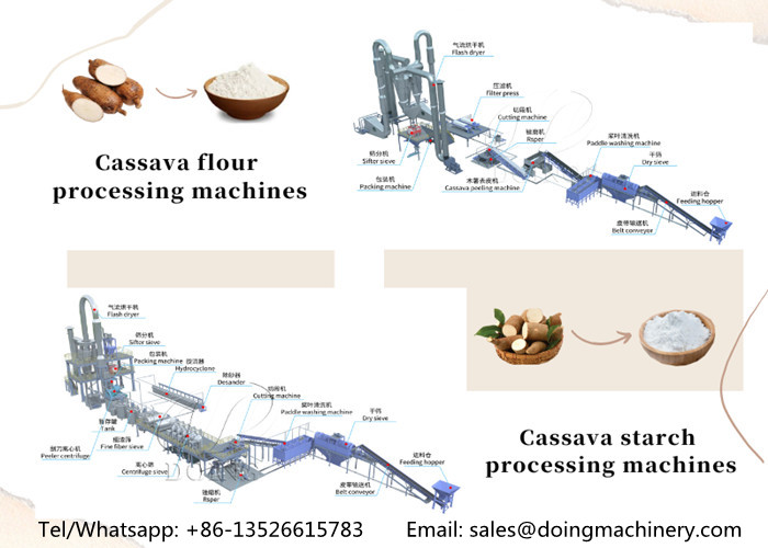 Cassava flour production and cassava starch production