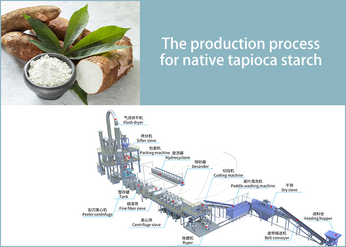 the production process of native tapioca starch