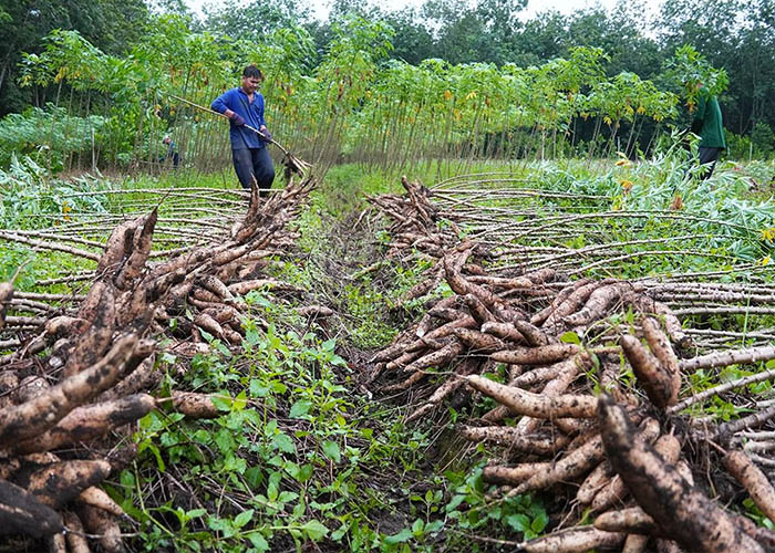 cassava harvesting