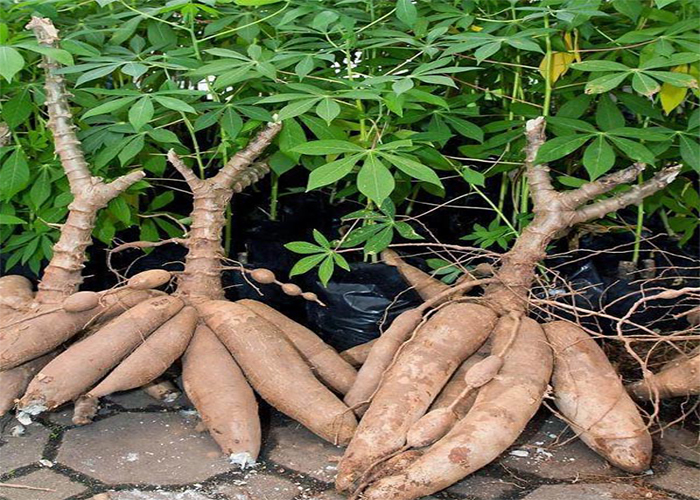 raw cassava