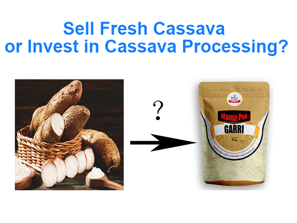 Cassava Harvest Season in May: Sell Fresh Cassava or Invest in Cassava Processing?
