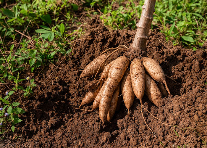 fresh cassava
